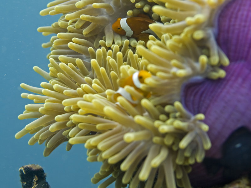 Clown Fish, Sibuan West
